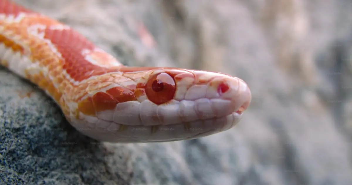 ¿Es legal una serpiente de maíz en España? Guía 2026