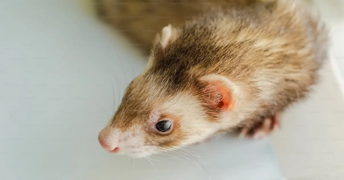Is a Ferret Legal in Australia? Can You Import One?