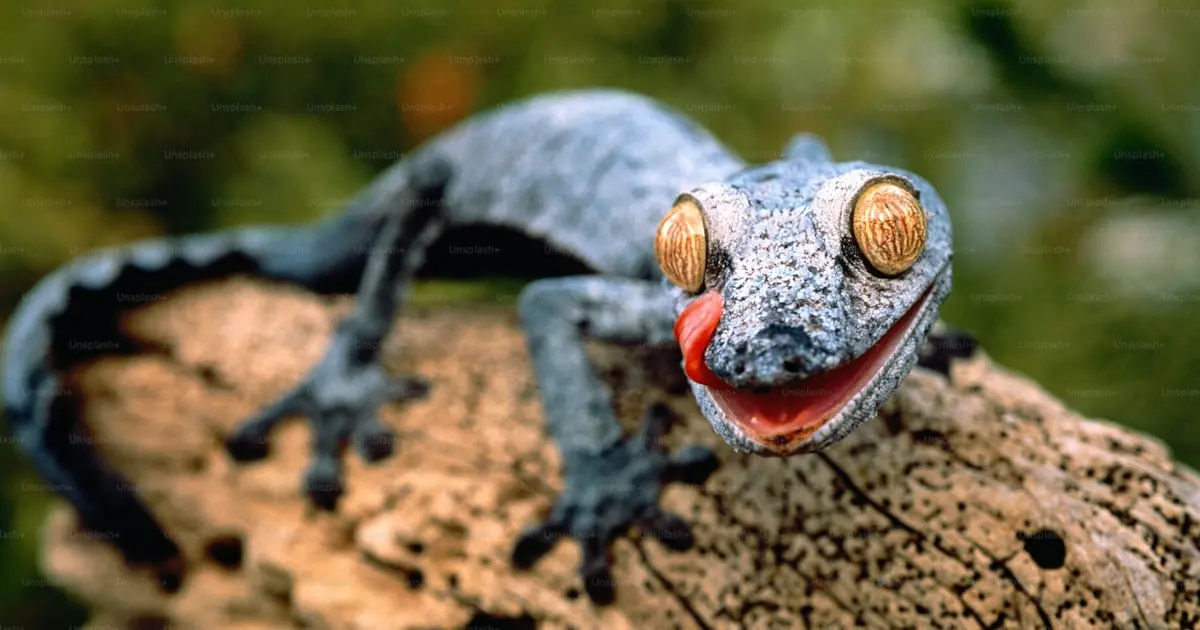 Is a Gecko Legal in Australia? Can You Import One?