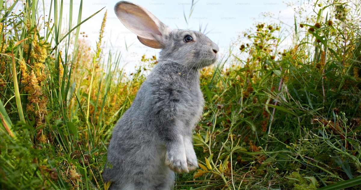 ¿Es legal un conejo en Australia? Guía 2026